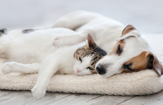 Peut-on partir avec son animal en vacances ou est-il prfrable de le faire garder?